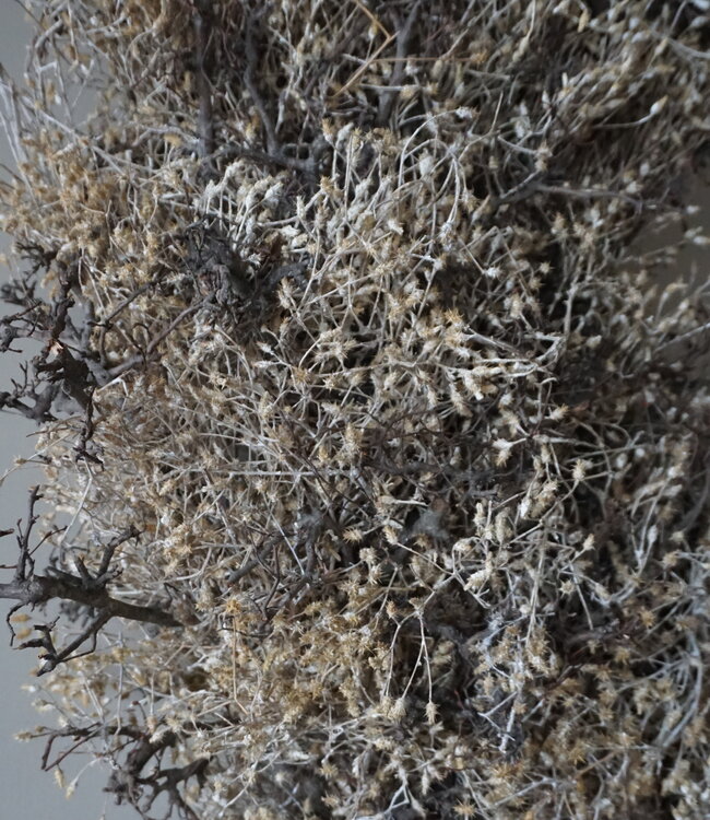 Rene Houtman Bonsai Krans | Gold-Wash | D100 cm