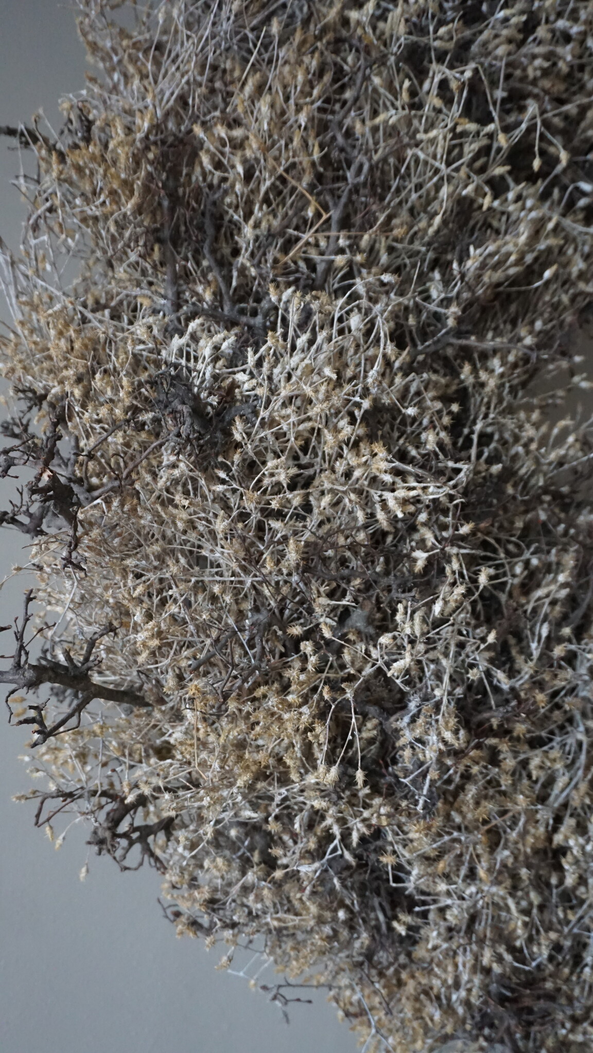 Rene Houtman Bonsai Krans | Gold-Wash | D100 cm