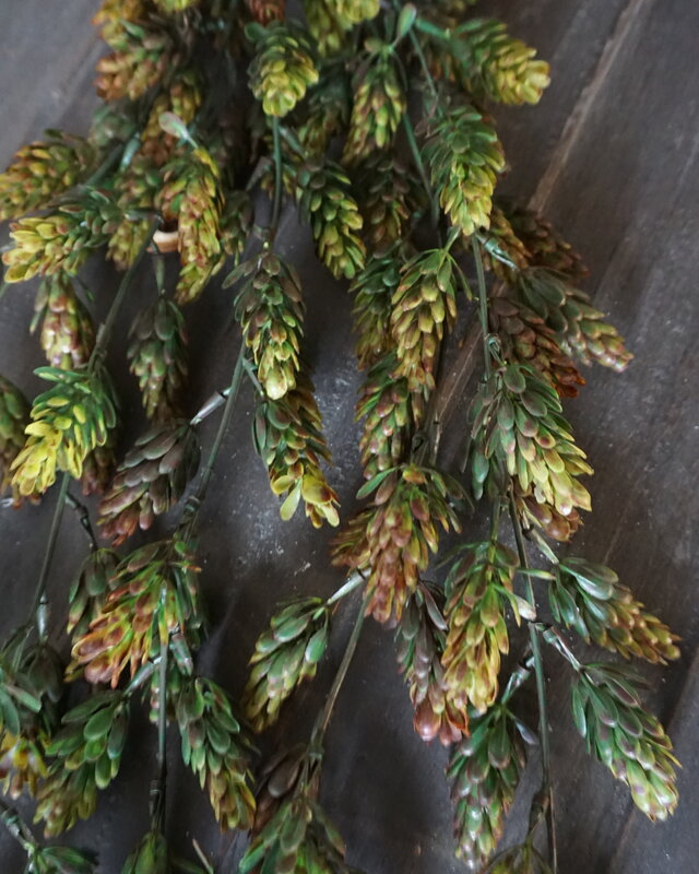 Brynxz Kunst Humulus Hangtak | Groen | 75 cm