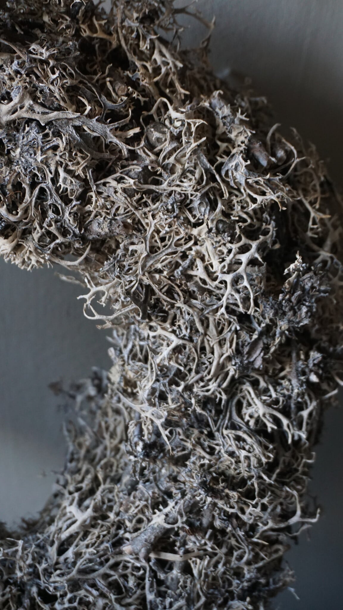Rene Houtman Krans | Bonsai Larix Mos | Frosted | H7 x D30 cm