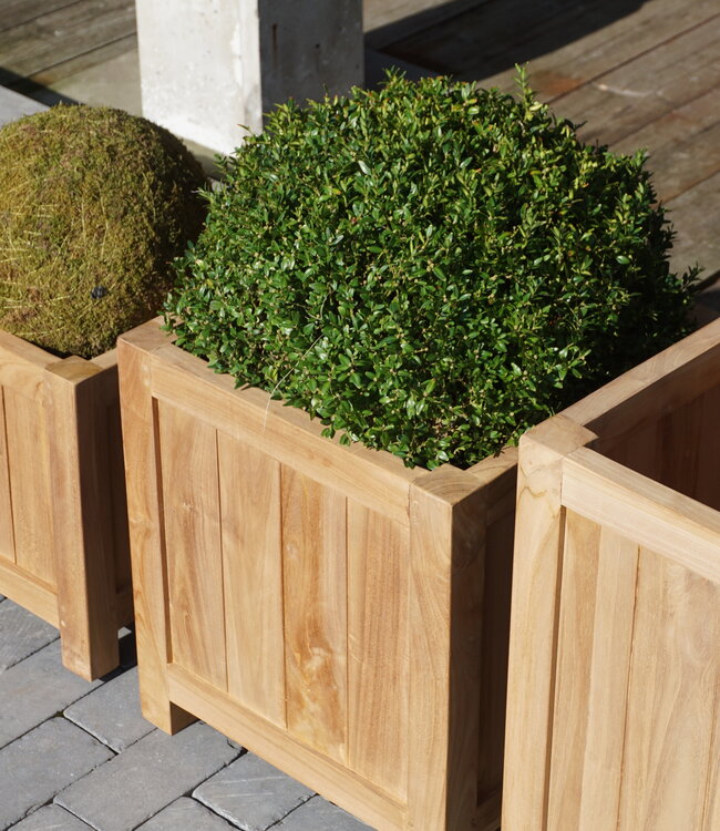 Rene Houtman Plantenbak Tropika | Teakhout | Vierkant | H55xB45xD45 cm