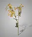 Brynxz Kunstbloem Babysbreath | Champagne | L80 cm