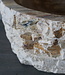 Rene Houtman Waskom Fossil | B44 x D39 x H16 cm