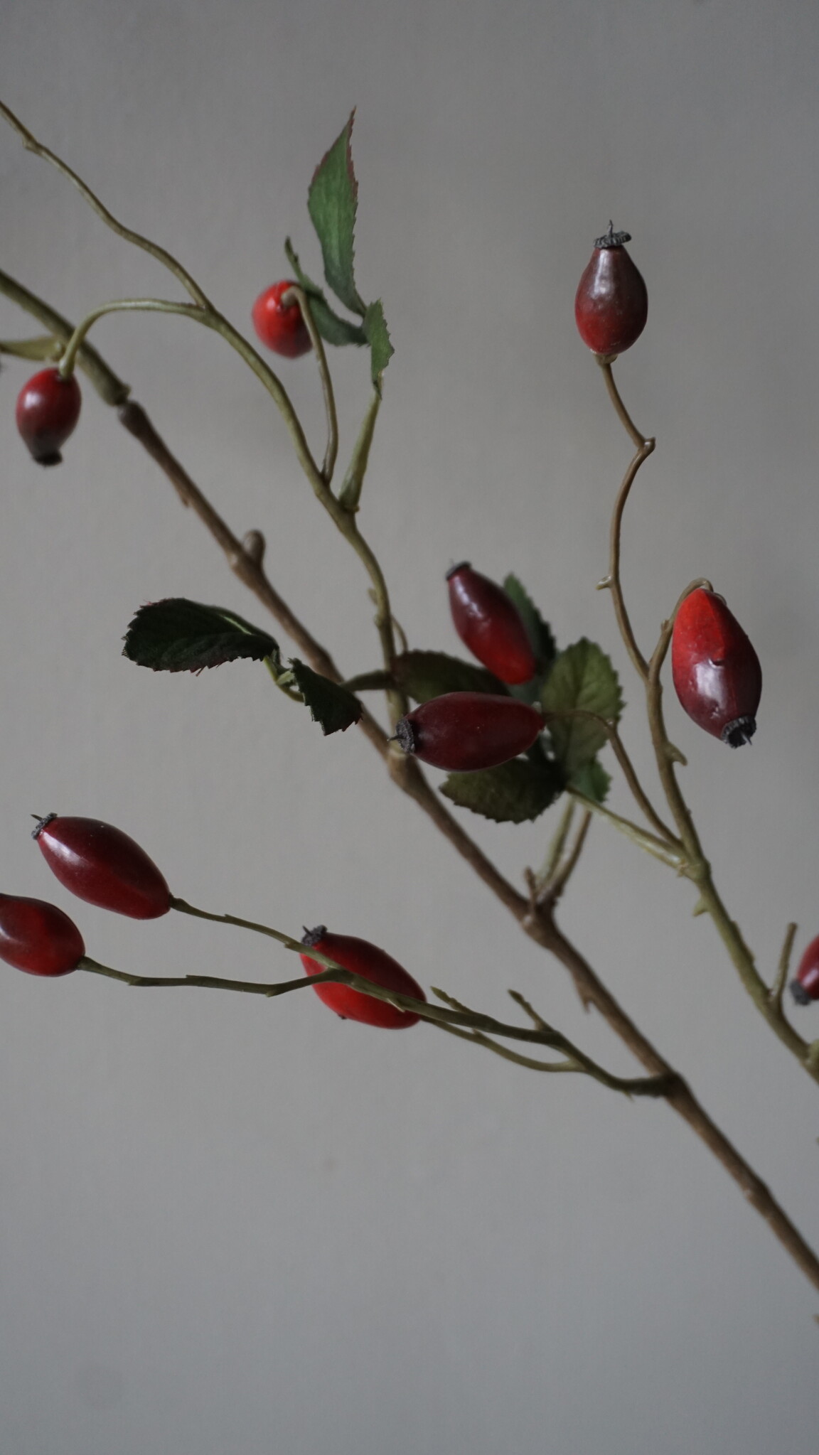 Rene Houtman Rosa Canina | Rood | L110 cm