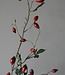 Rene Houtman Rosa Canina | Rood | L110 cm