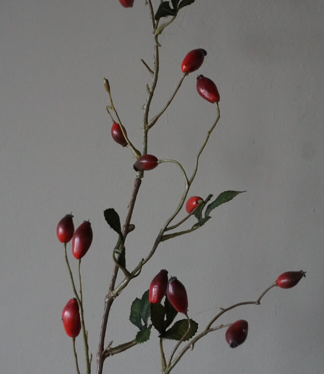 Rene Houtman Rosa Canina | Rood | L110 cm