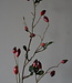 Rene Houtman Rosa Canina | Rood | L110 cm