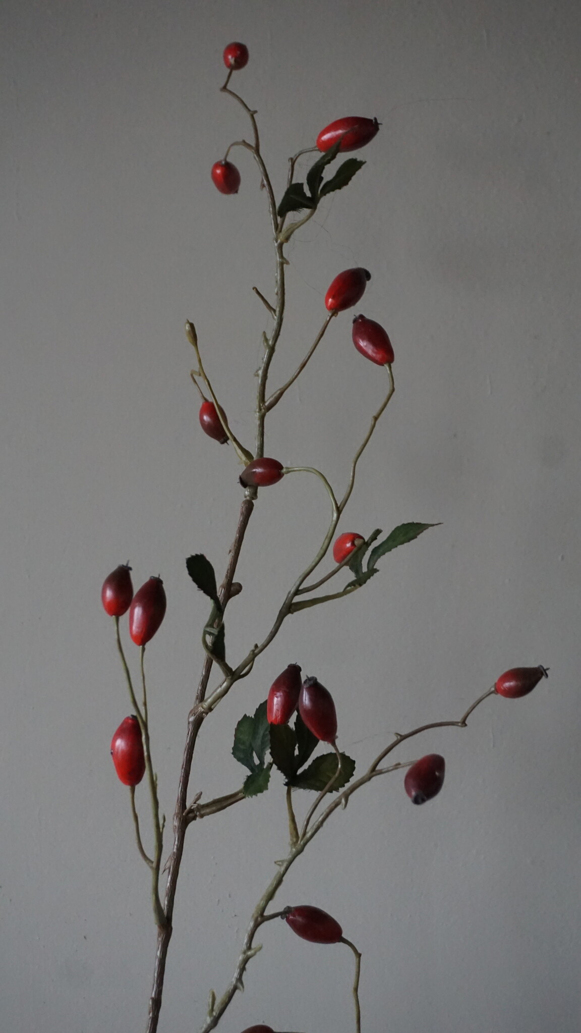 Rene Houtman Rosa Canina | Rood | L110 cm