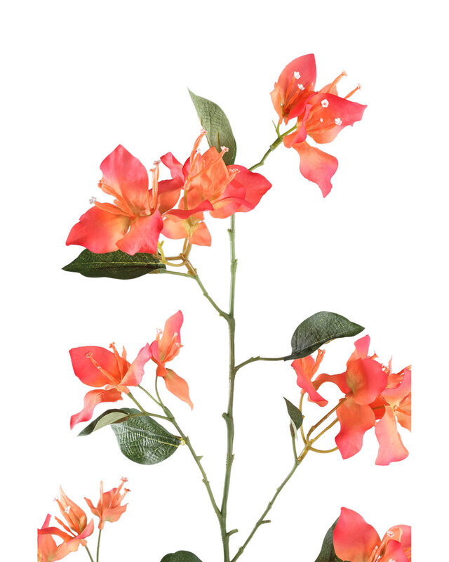 PTMD Tuinbloem oranje bougainvillea spray