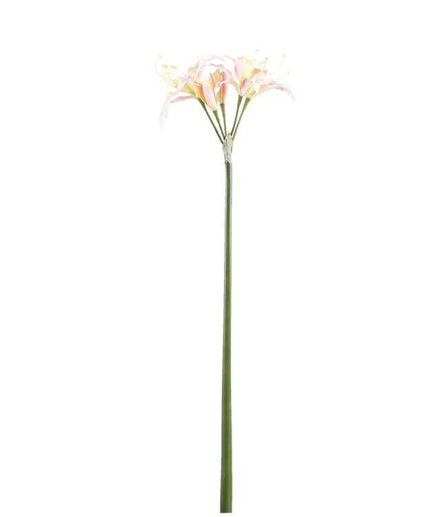 PTMD Amaryllis Bloemencrème amaryllisspray