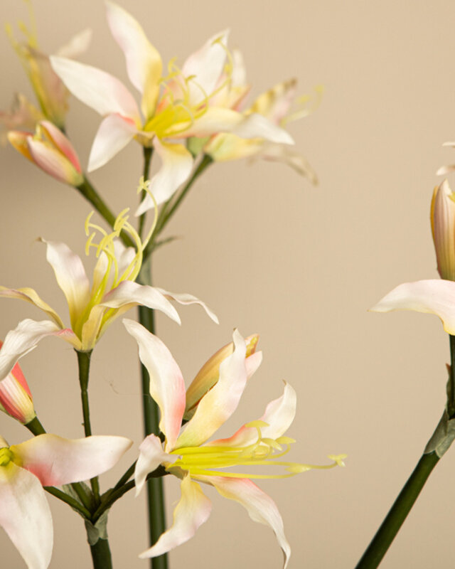 PTMD Amaryllis Bloemencrème amaryllisspray