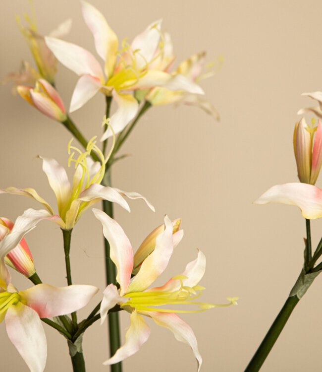 PTMD Amaryllis Bloemencrème amaryllisspray