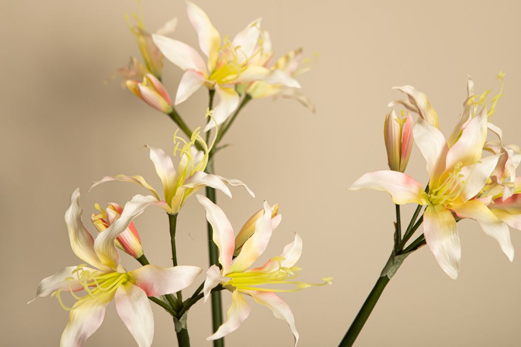 PTMD Amaryllis Bloemencrème amaryllisspray