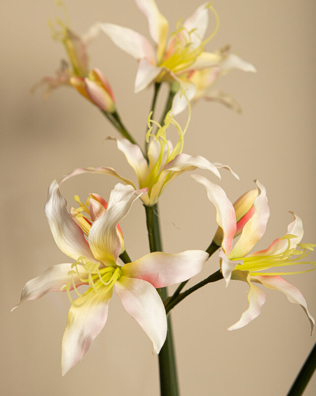 PTMD Amaryllis Bloemencrème amaryllisspray