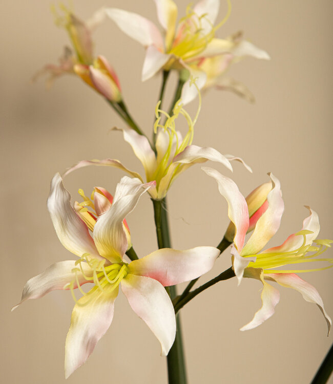 PTMD Amaryllis Bloemencrème amaryllisspray