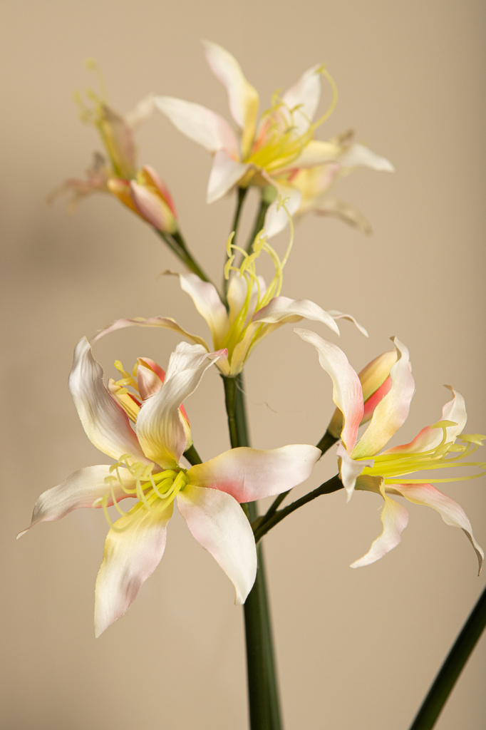 PTMD Amaryllis Bloemencrème amaryllisspray