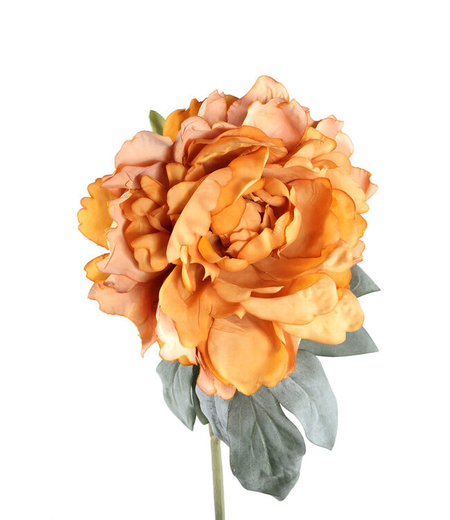 PTMD Pioenroos bloem oranje met fluweelachtige bladeren