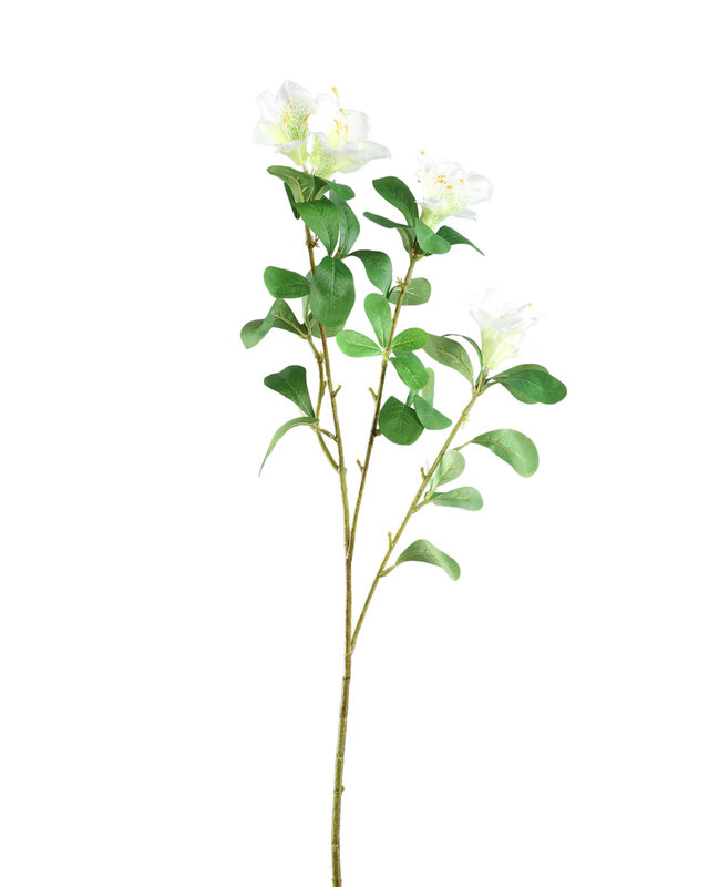 PTMD Tuinbloem witte azalea met bladeren.