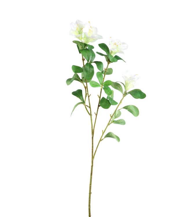 PTMD Tuinbloem witte azalea met bladeren.