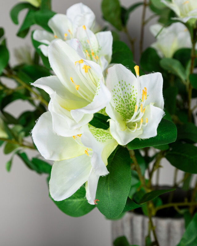 PTMD Tuinbloem witte azalea met bladeren.