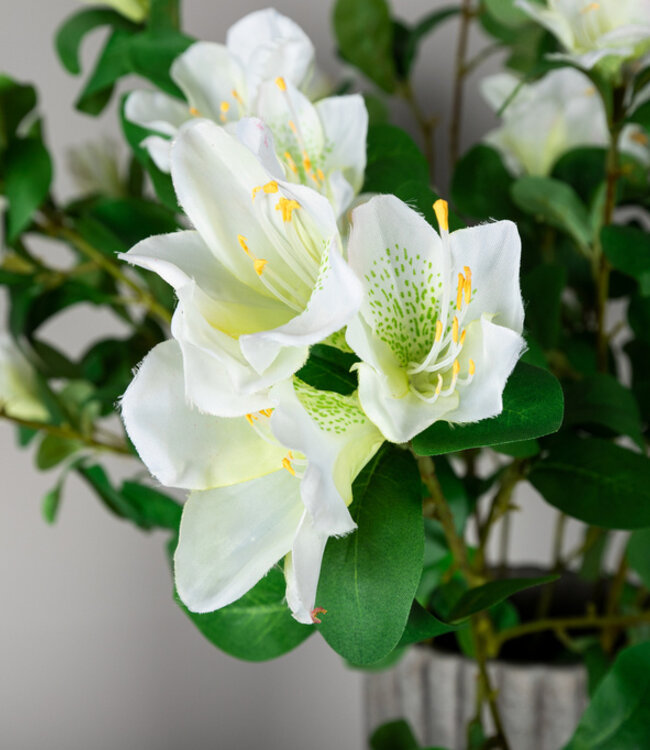 PTMD Tuinbloem witte azalea met bladeren.