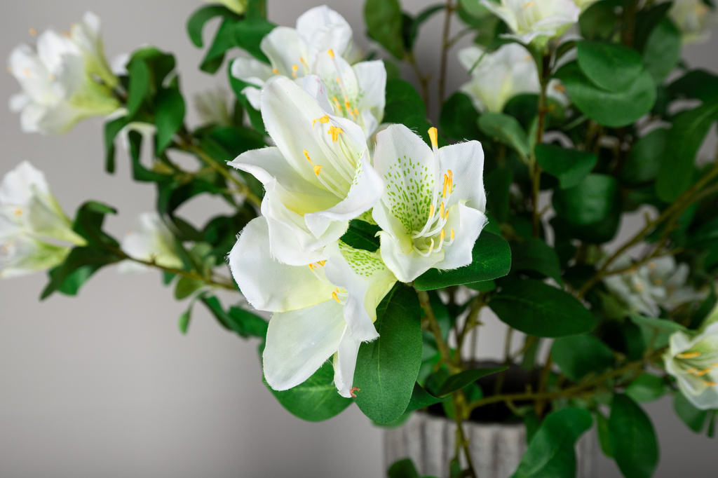 PTMD Tuinbloem witte azalea met bladeren.