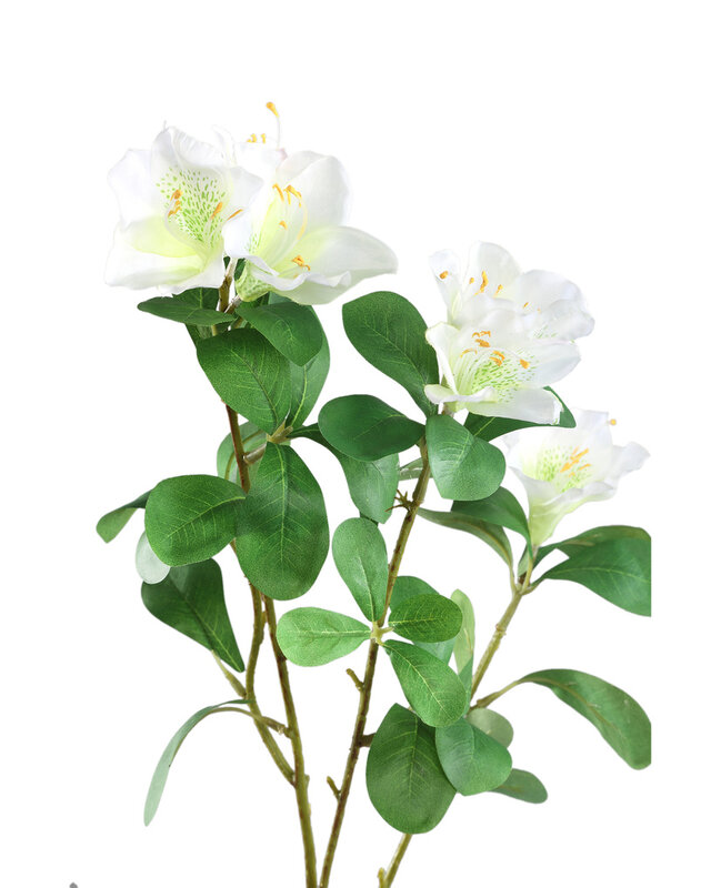 PTMD Tuinbloem witte azalea met bladeren.