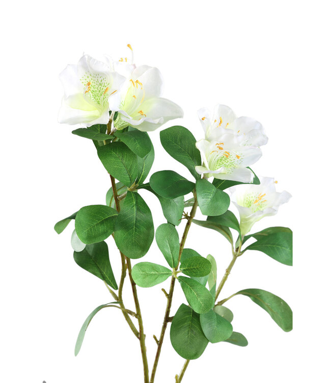 PTMD Tuinbloem witte azalea met bladeren.