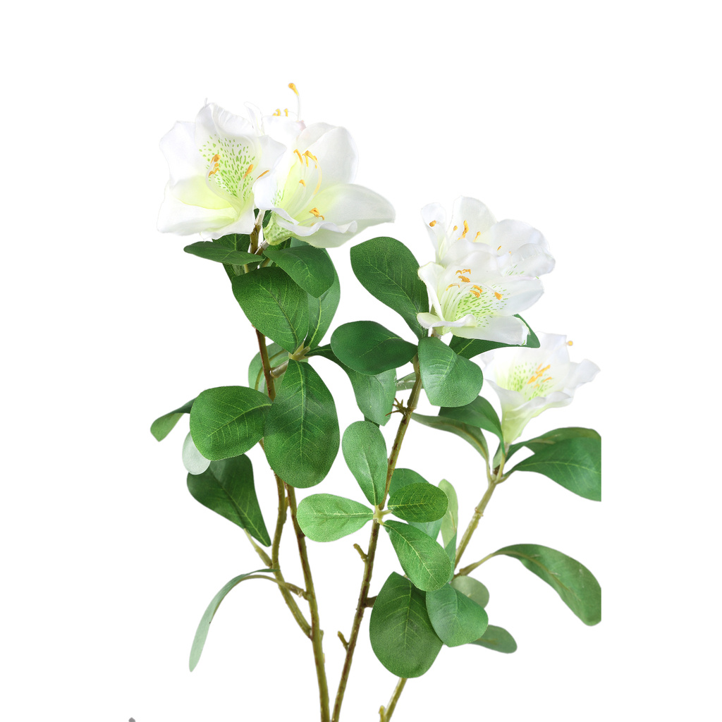 PTMD Tuinbloem witte azalea met bladeren.