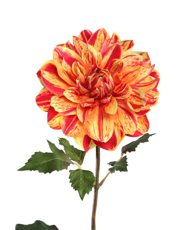PTMD Gele dahlia bloem met bladeren.