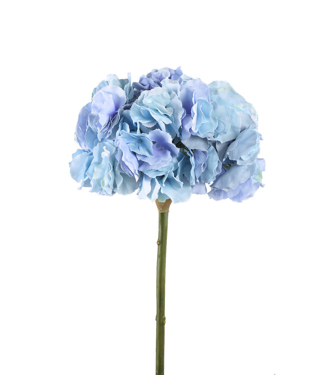 PTMD Hortensia bloem blauw grote enkele bloem