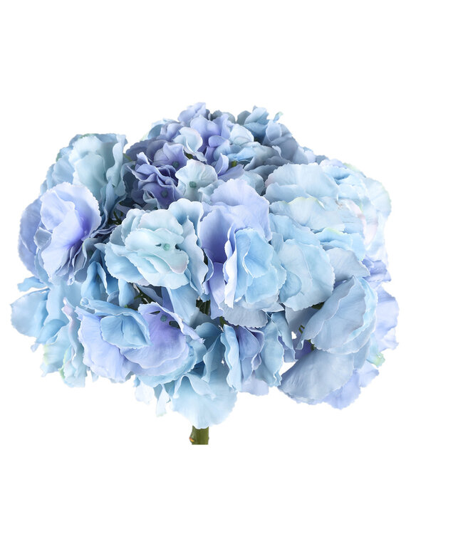 PTMD Hortensia bloem blauw grote enkele bloem