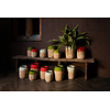 Breffni Green ronde terra pot geglazuurde top M