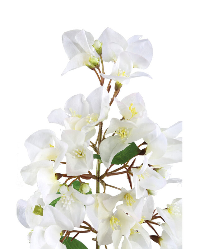 PTMD Tuinbloem Witte Bougainvillea hangend