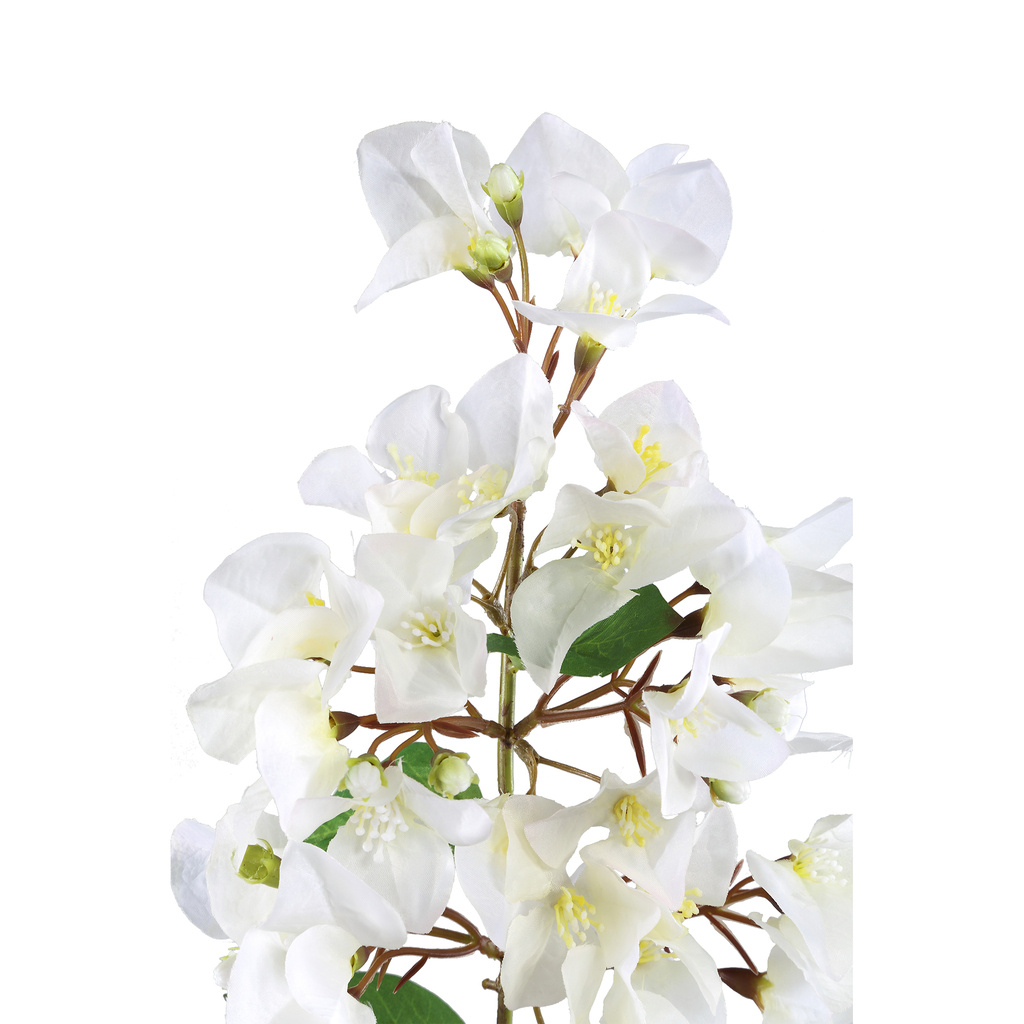 PTMD Tuinbloem Witte Bougainvillea hangend