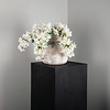 Tuinbloem Witte Bougainvillea hangend