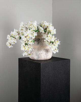 PTMD Tuinbloem Witte Bougainvillea hangend