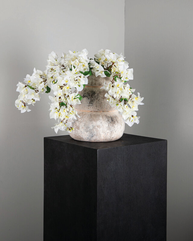 PTMD Tuinbloem Witte Bougainvillea hangend