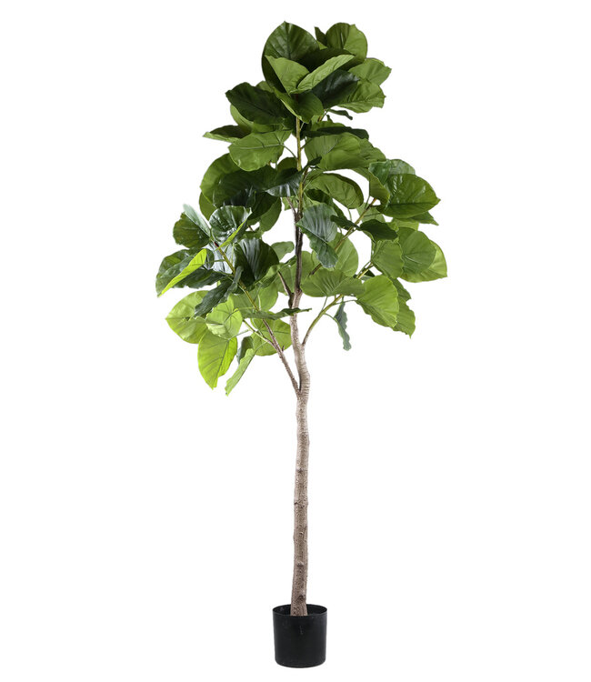 PTMD Boom Groene ficusboom in pot L