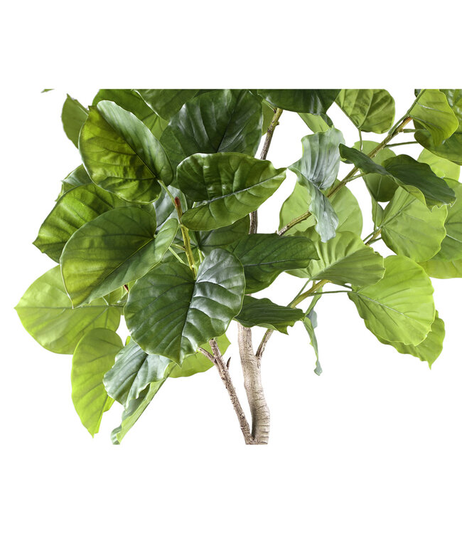 PTMD Boom Groene ficusboom in pot L