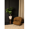 Boom Groene ficusboom in pot L