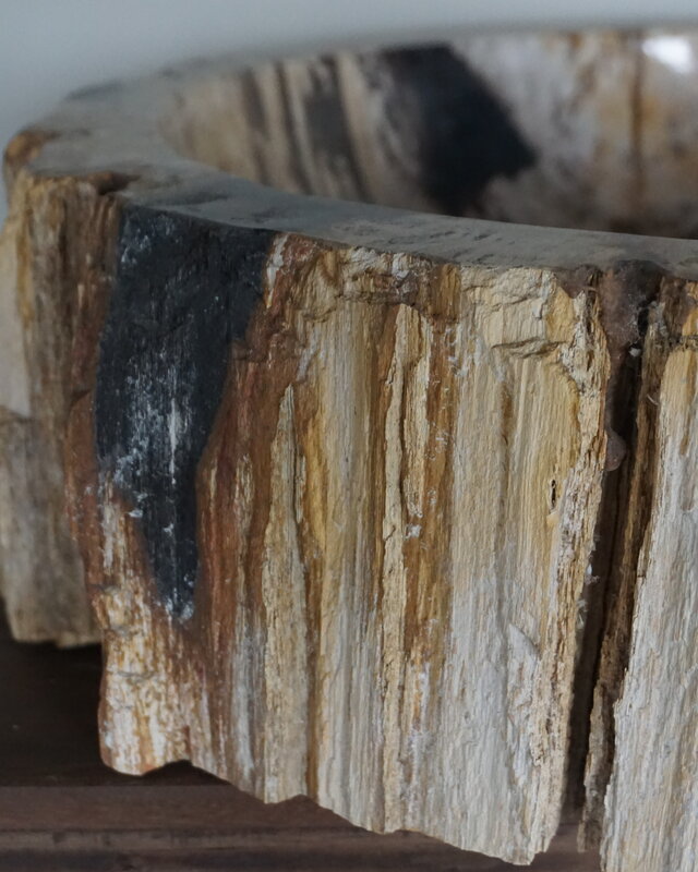 Rene Houtman Waskom Fossil | B49 x D41,5 x H14,5 cm