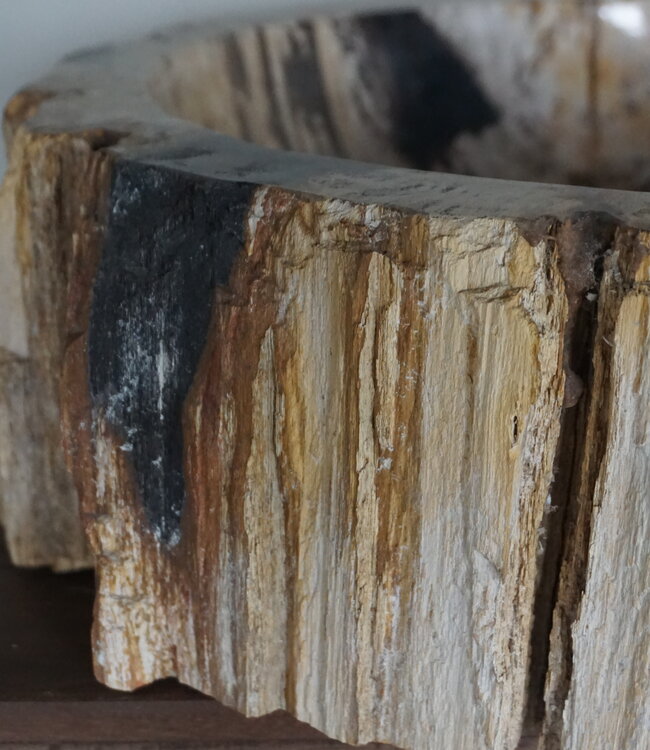 Rene Houtman Waskom Fossil | B49 x D41,5 x H14,5 cm