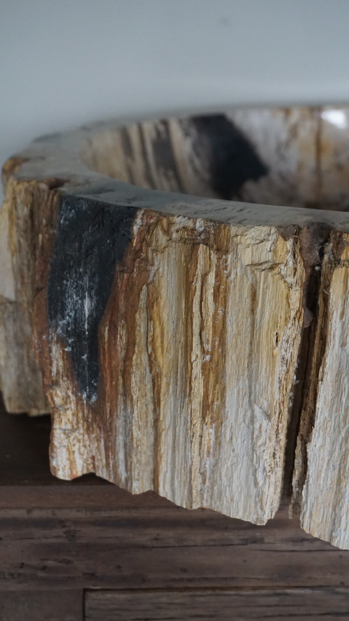 Rene Houtman Waskom Fossil | B49 x D41,5 x H14,5 cm