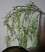 Rene Houtman Monilophyta Tak | Groen | 5 x 35 x 148 cm