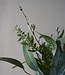 Rene Houtman Boeket Mimosa | Groen Met Wit