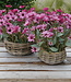 Rene Houtman Set Van 2 Ronde Manden | Rotan | Naturel