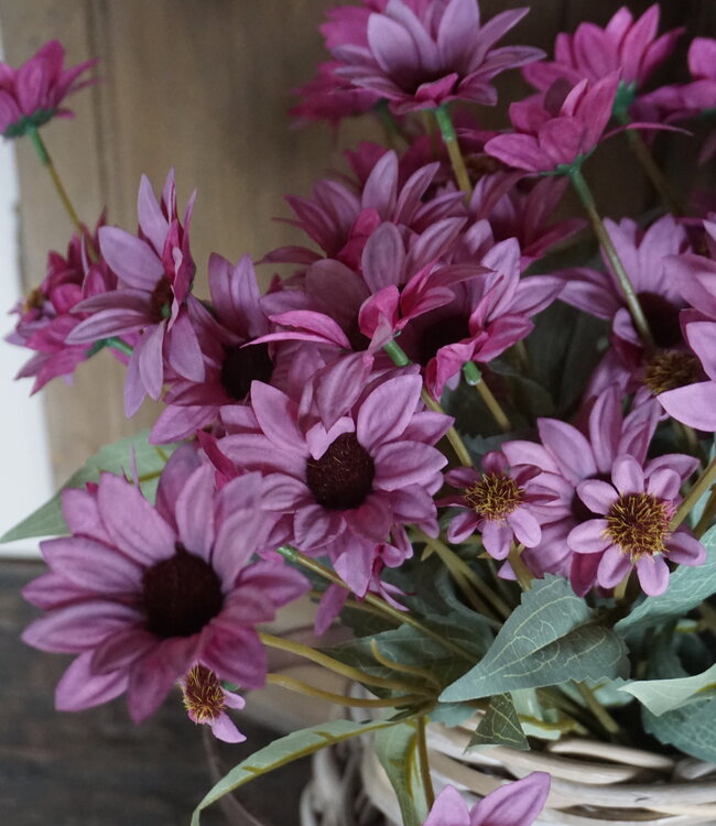 Rene Houtman Echinacea Takje | Paars | L60 cm