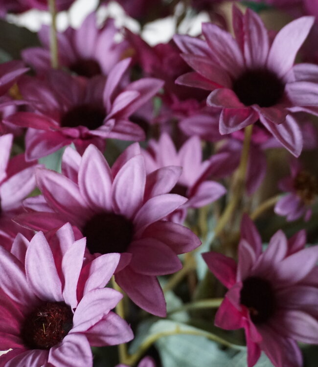 Rene Houtman Echinacea Takje | Paars | L60 cm