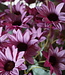 Rene Houtman Echinacea Takje | Paars | L60 cm